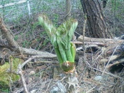 タラの芽